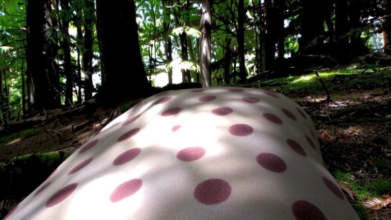 flecktarn in central european forests